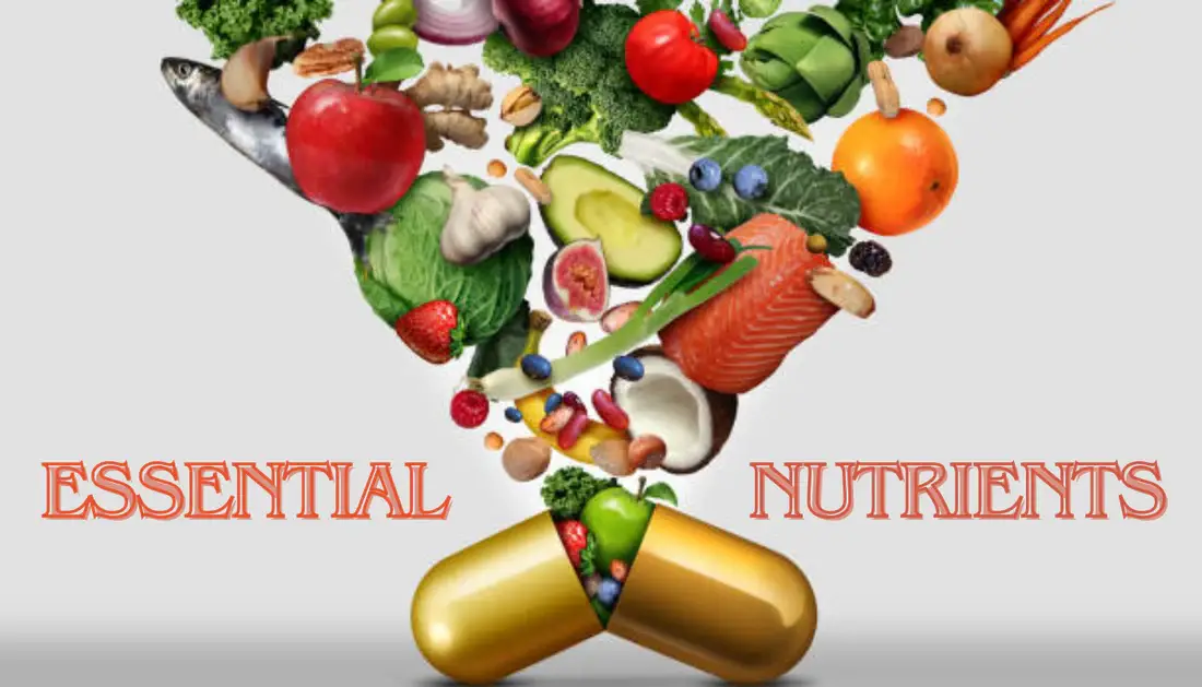 Understanding Nutrition and the Key Nutrients Your Body Requires